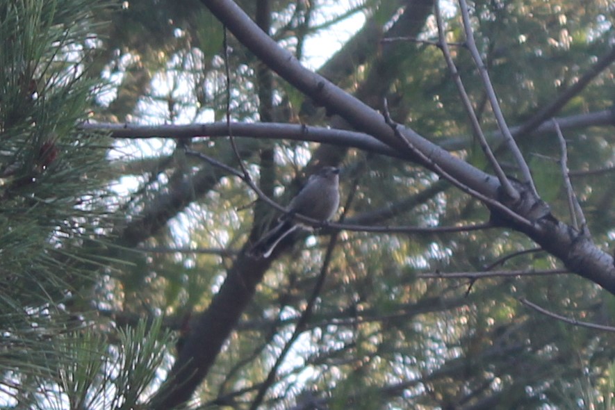 Long-tailed Tit