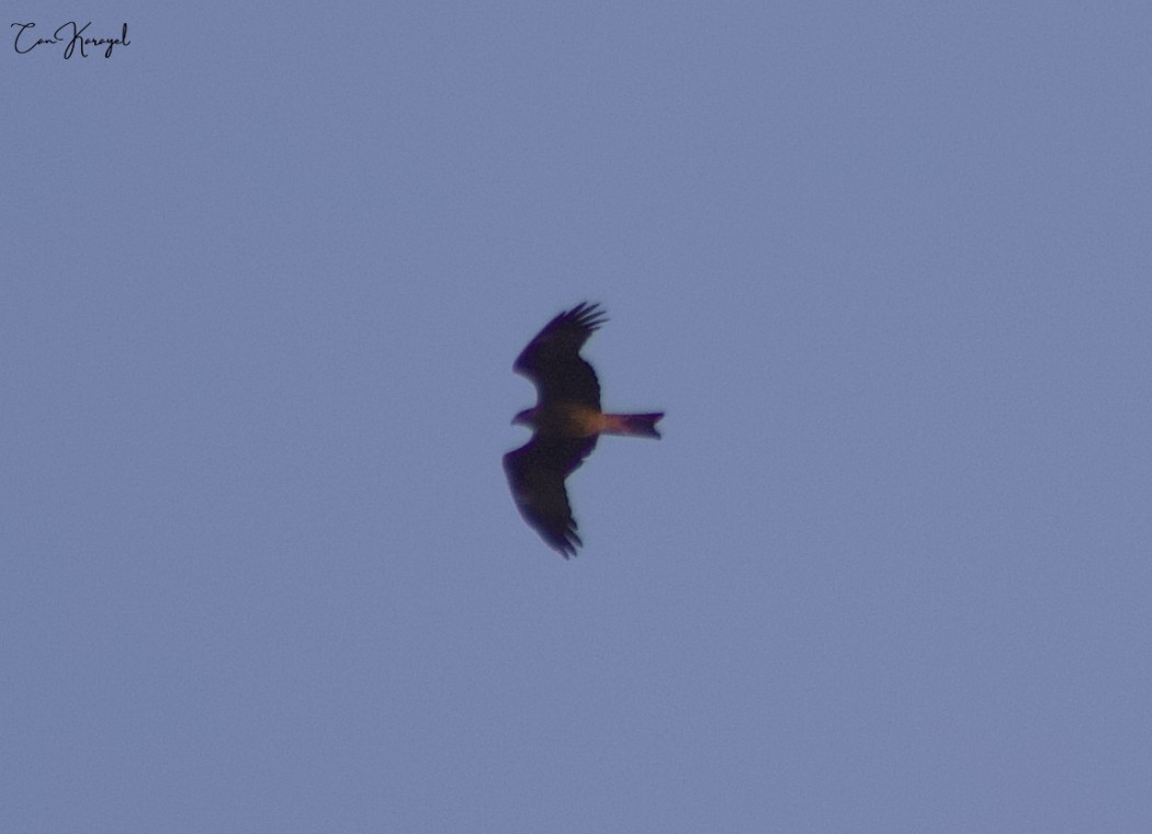 Black Kite
