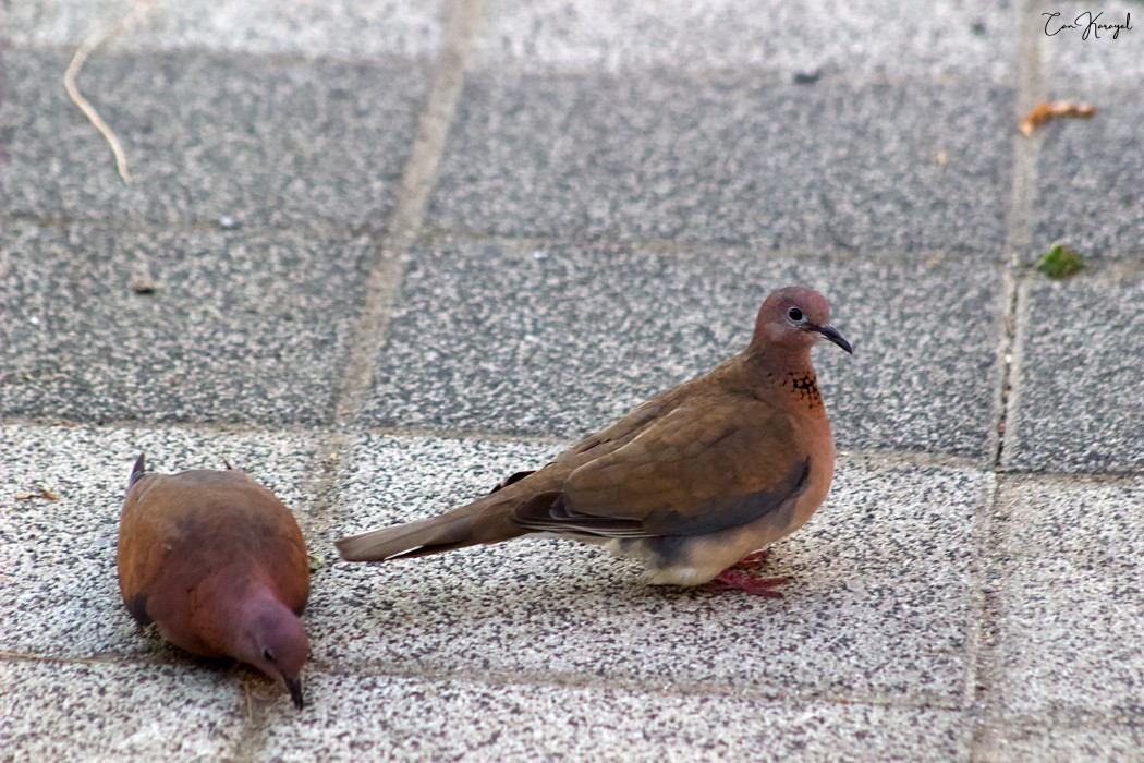 Laughing Dove