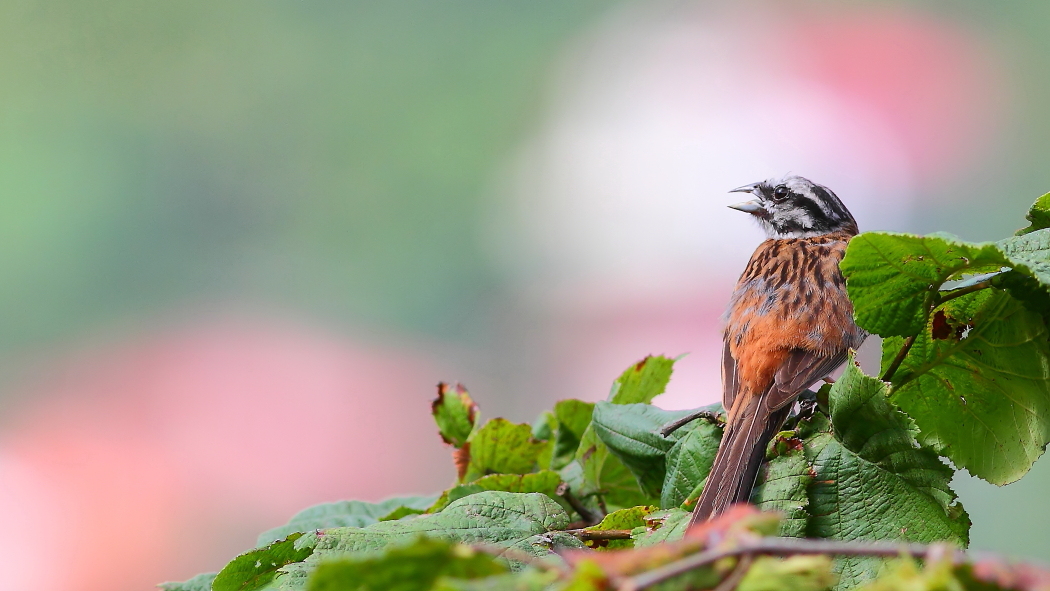 Rock Bunting
