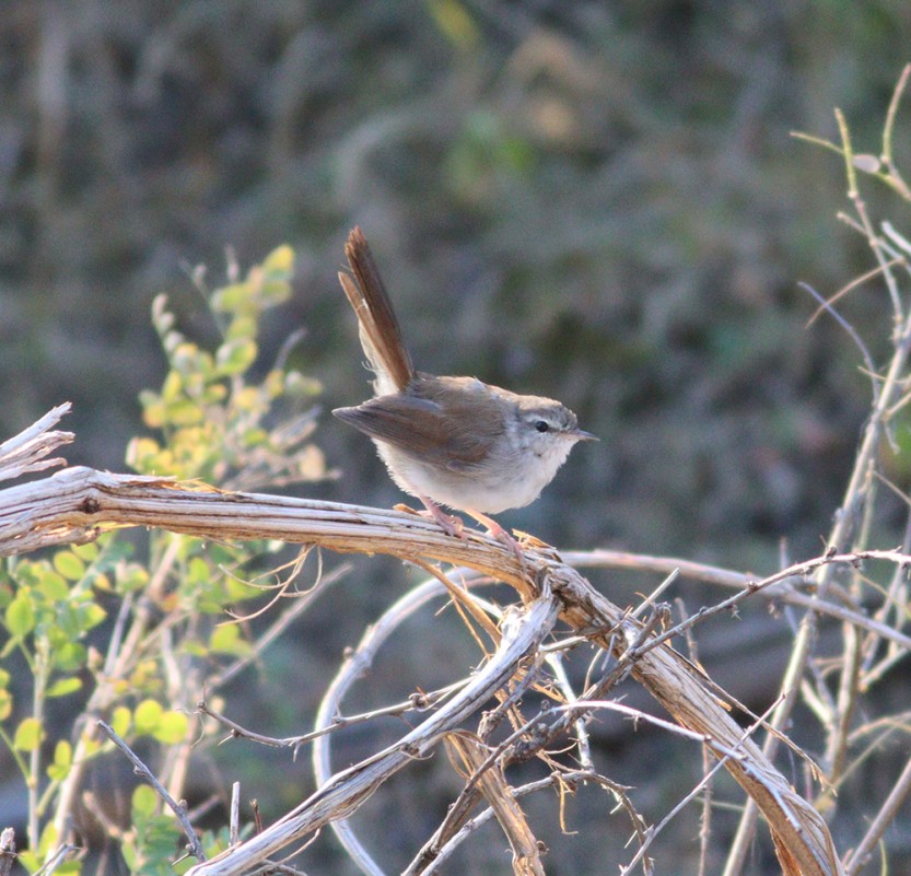 Cetti`s Warbler