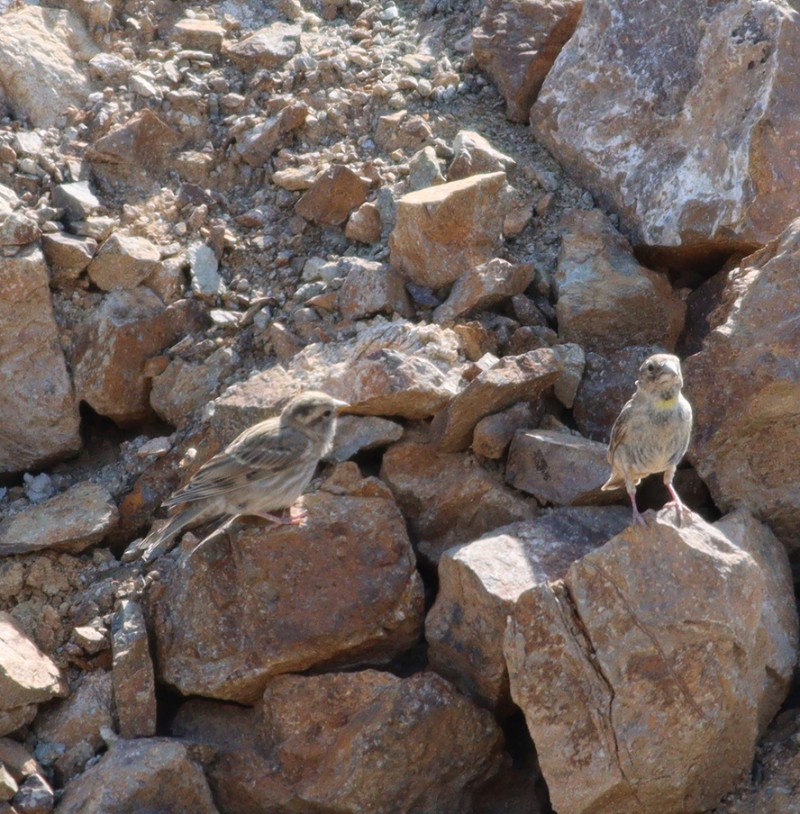 Rock Sparrow