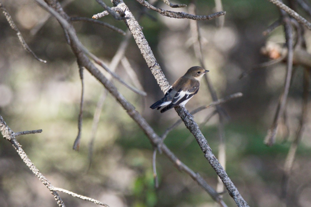 Collared Flycatcher