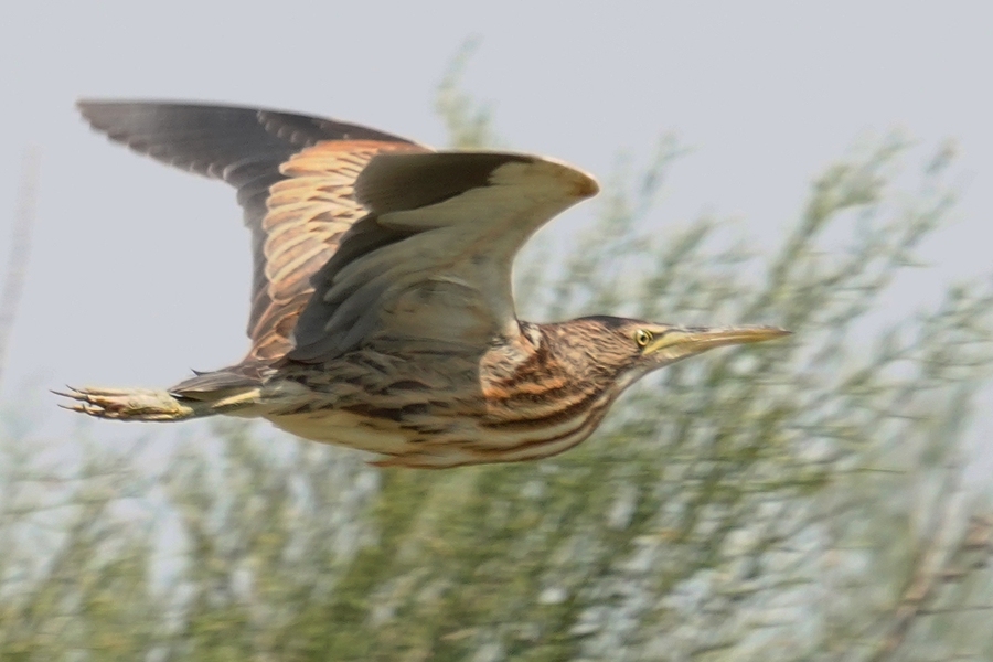 Little Bittern