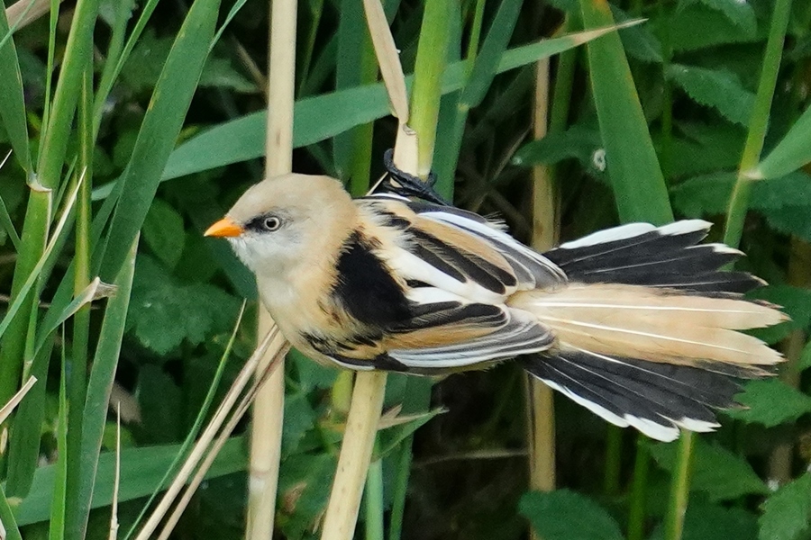 Bearded Reedling