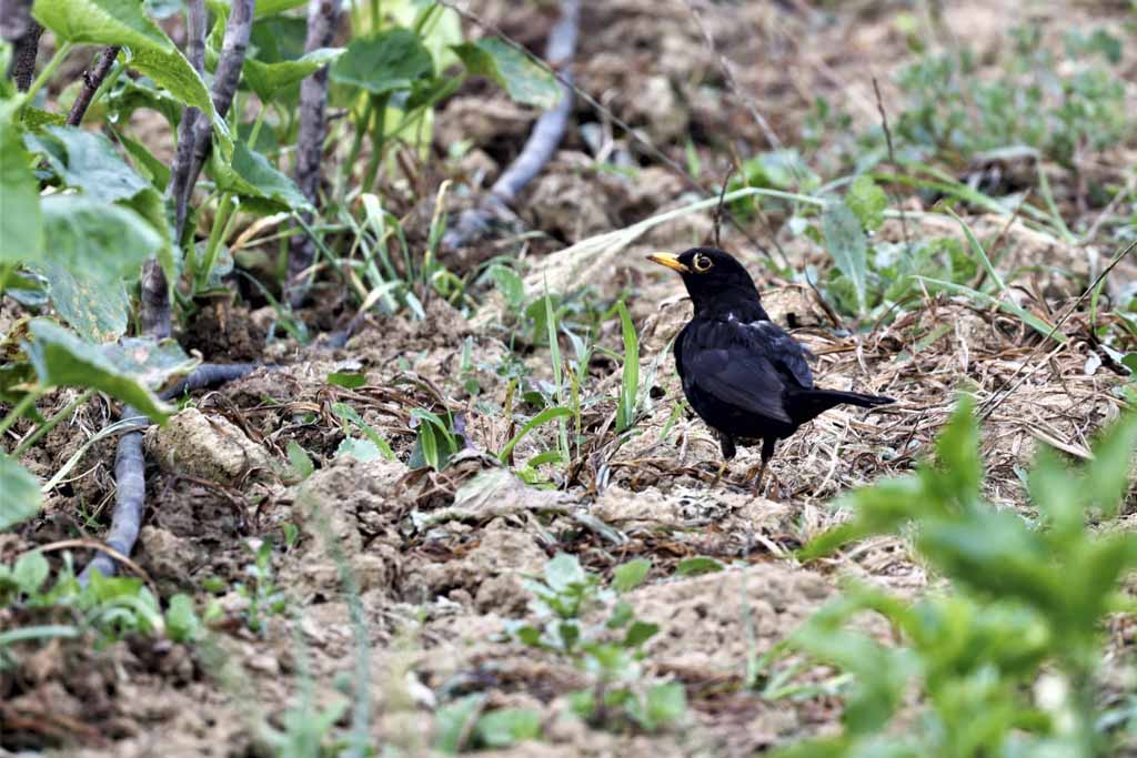 Common Blackbird