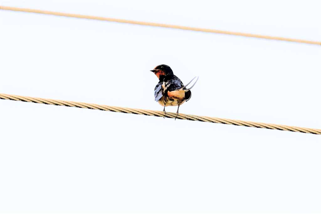 Barn Swallow