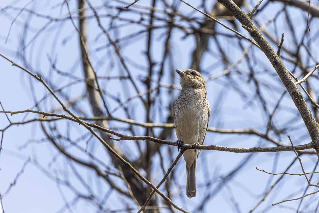 Woodchat Shrike