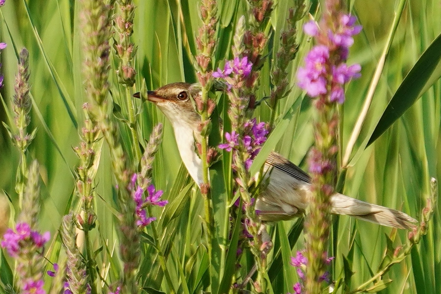 Great Reed Warbler