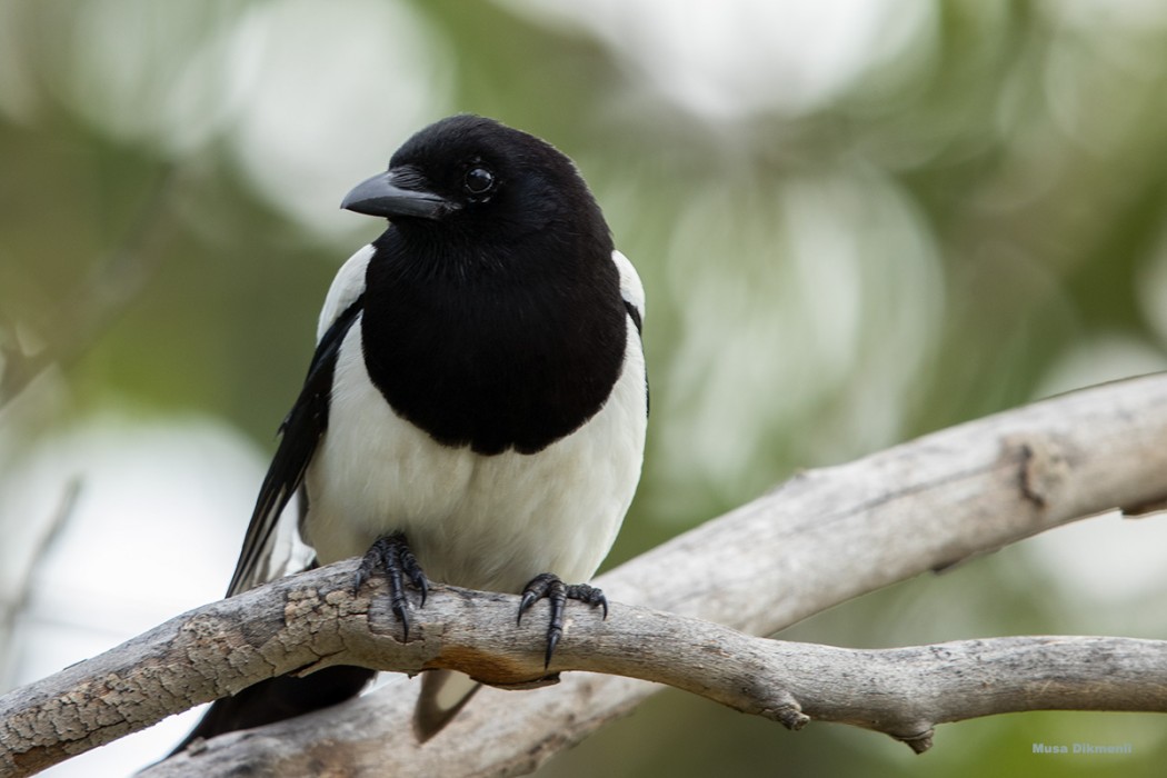 Eurasian Magpie