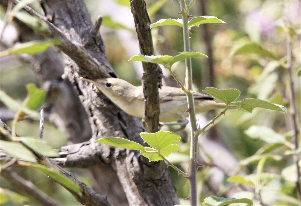Eastern Olivaceous Warbler
