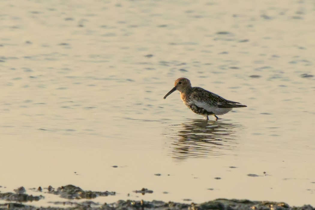 Dunlin