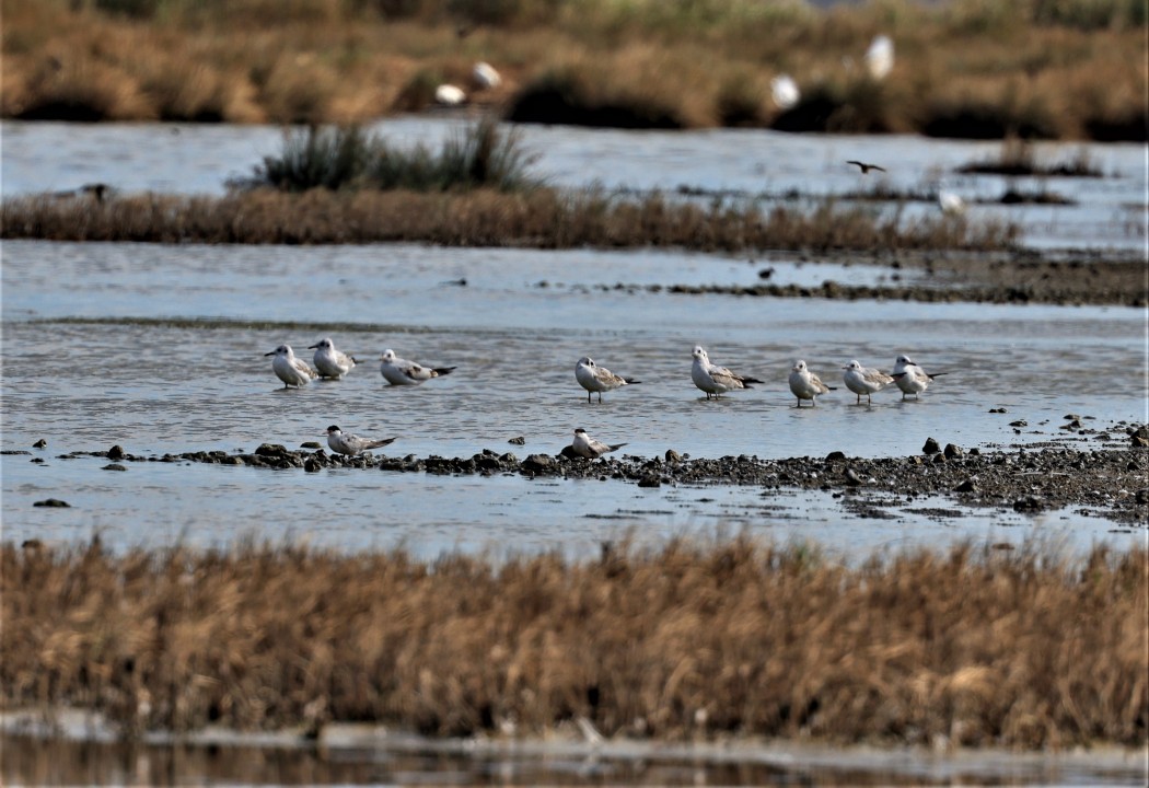 Common Tern