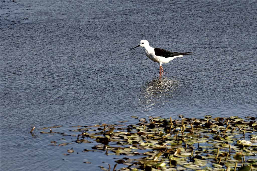 Black-winged Stilt