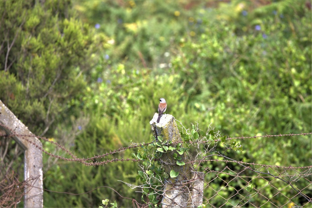 Red-backed Shrike