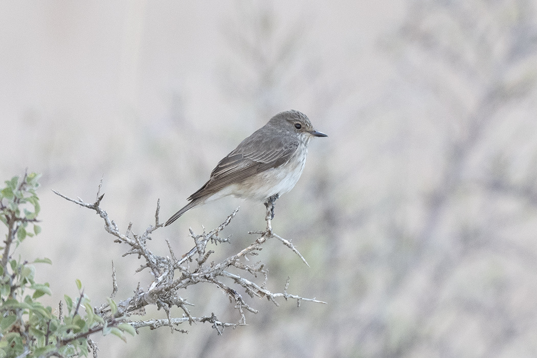 Spotted Flycatcher