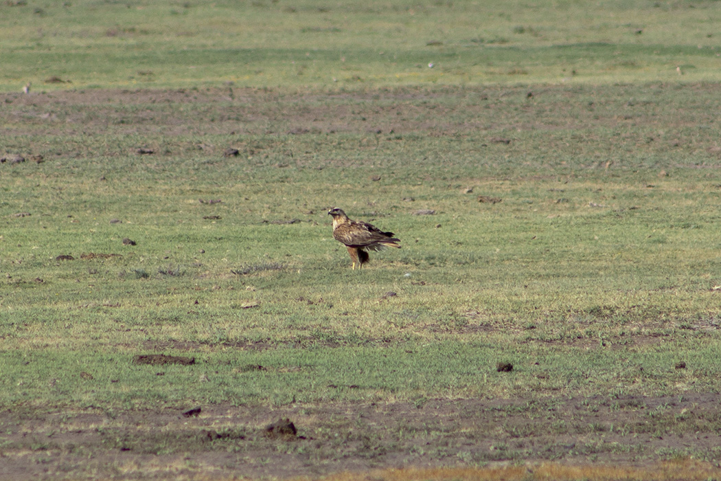 Long-legged Buzzard