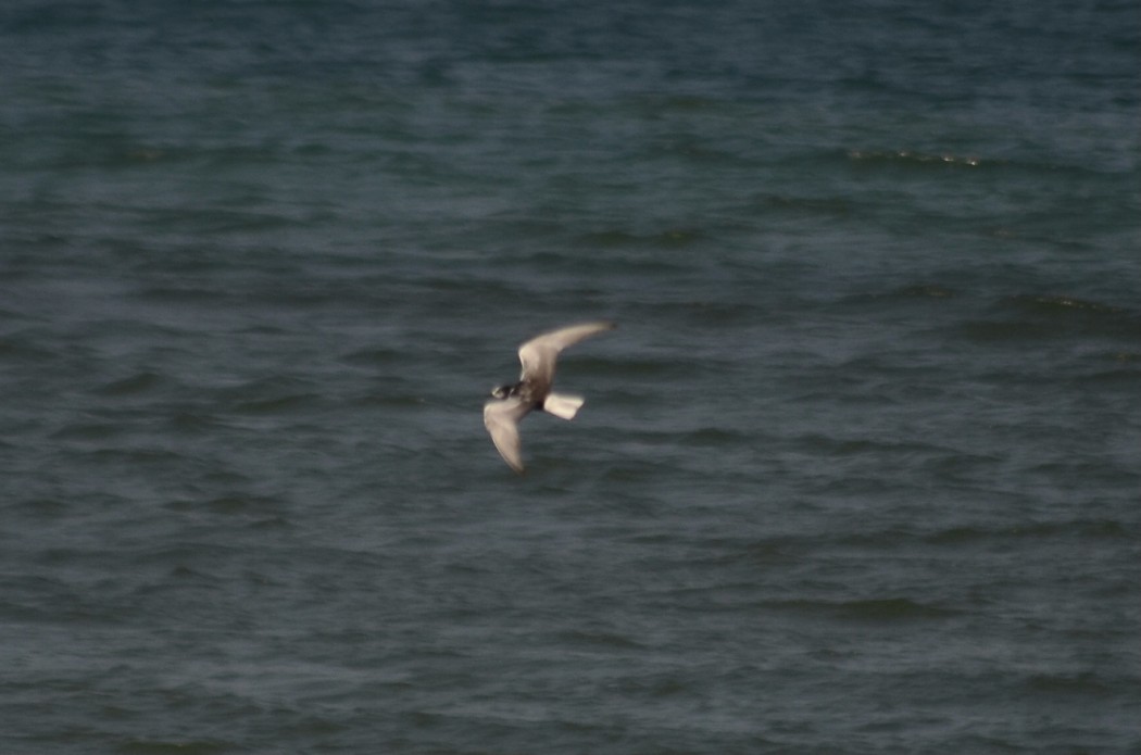 White-winged Tern