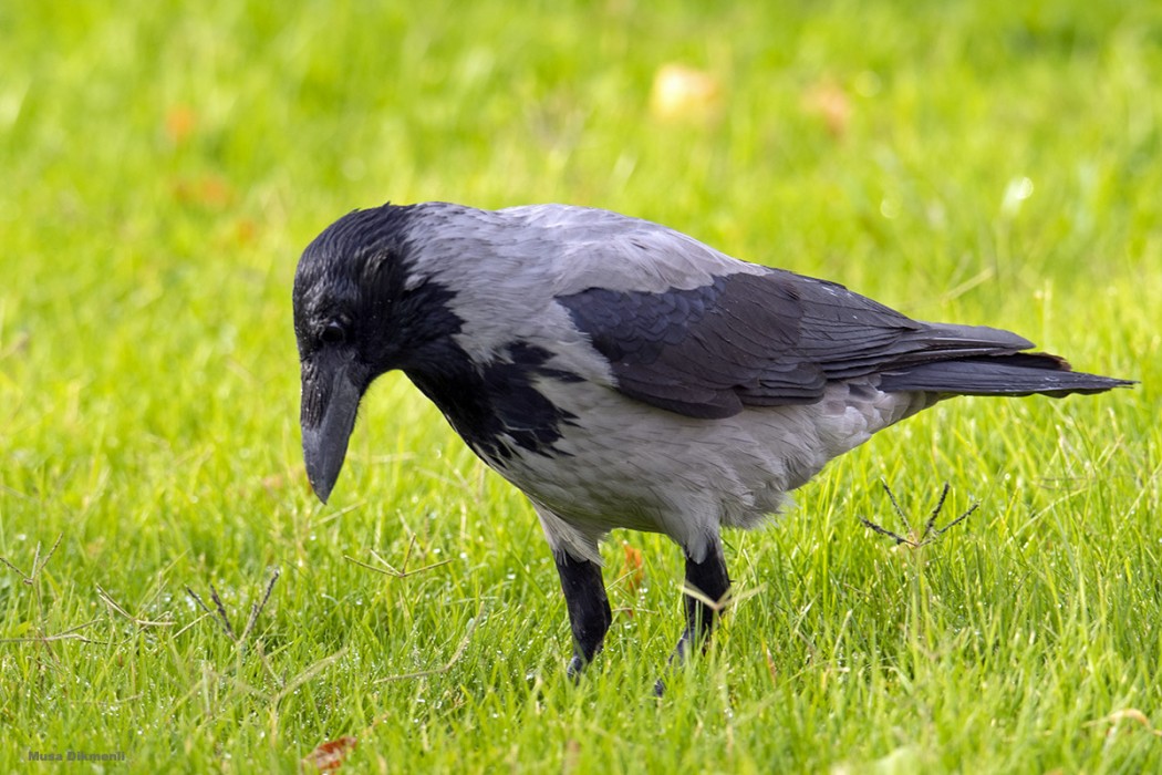 Hooded Crow