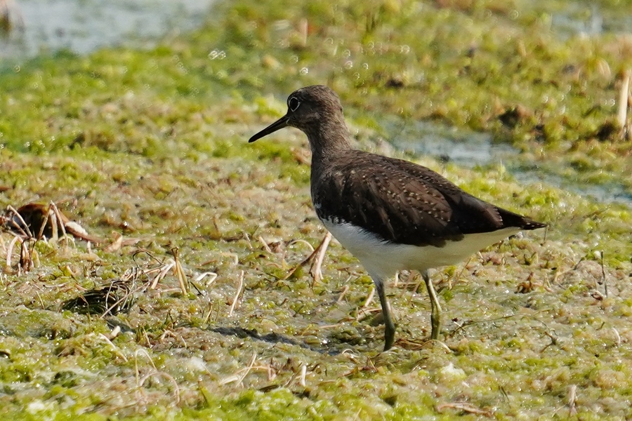 Green Sandpiper