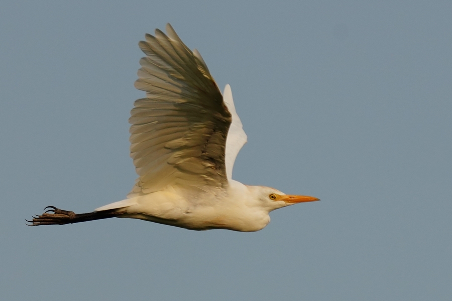 Western Cattle Egret