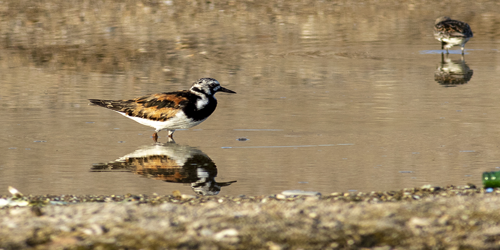 Ruddy Turnstone