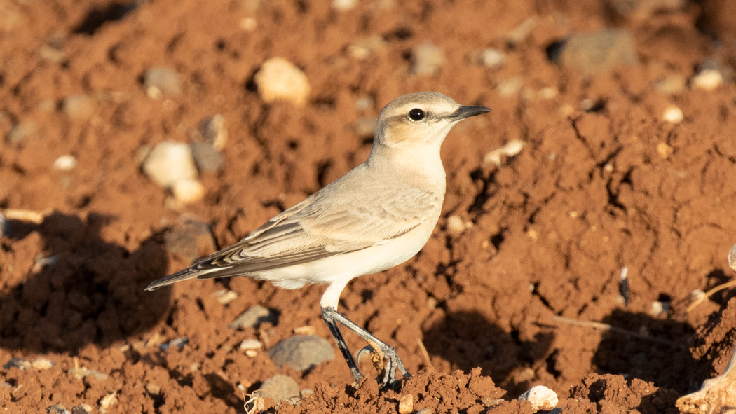 Northern Wheatear