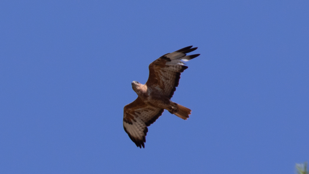 Long-legged Buzzard