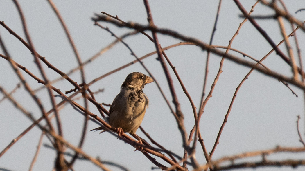 House Sparrow