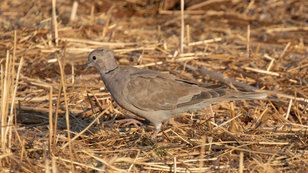 Eurasian Collared Dove