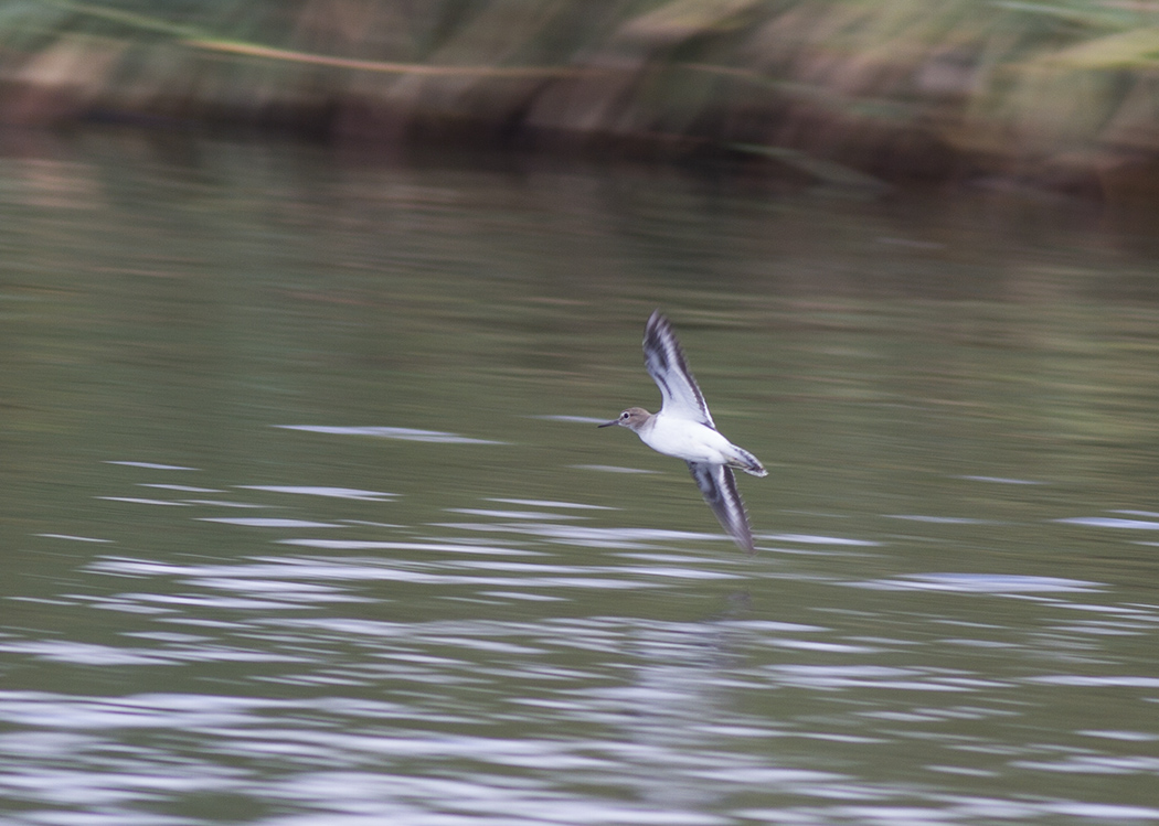 Common Sandpiper