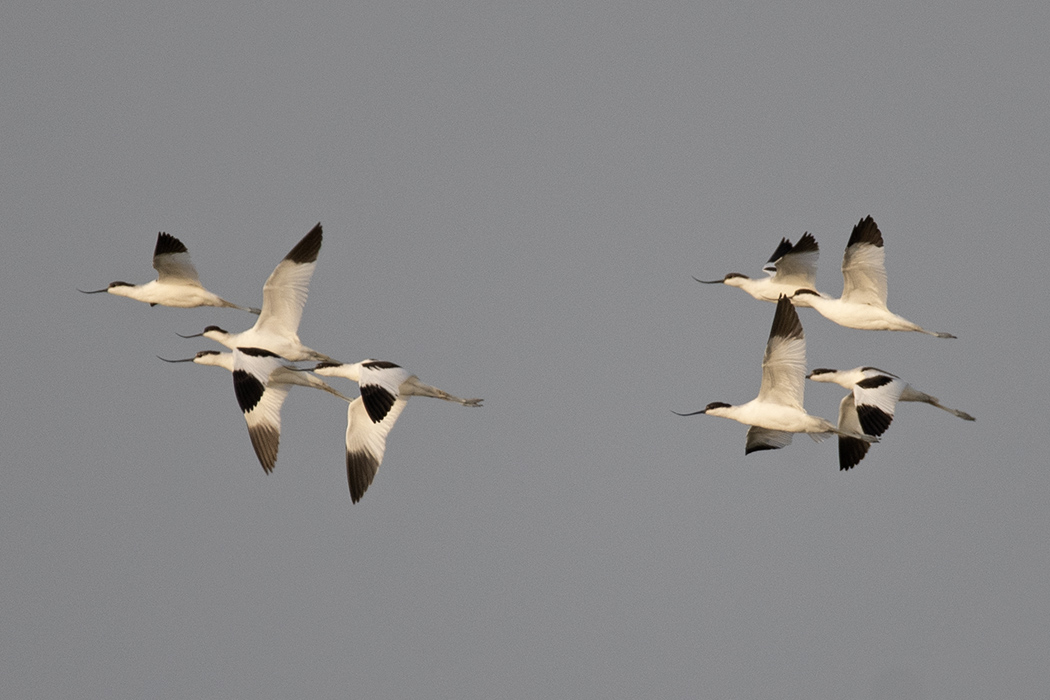 Pied Avocet