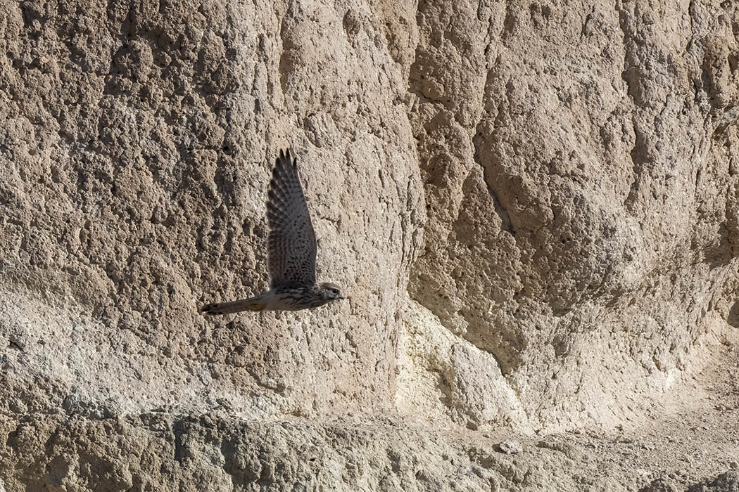 Common Kestrel