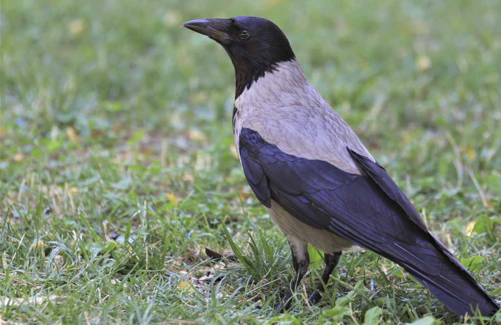Hooded Crow