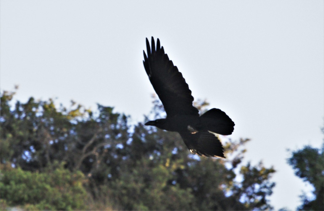 Northern Raven