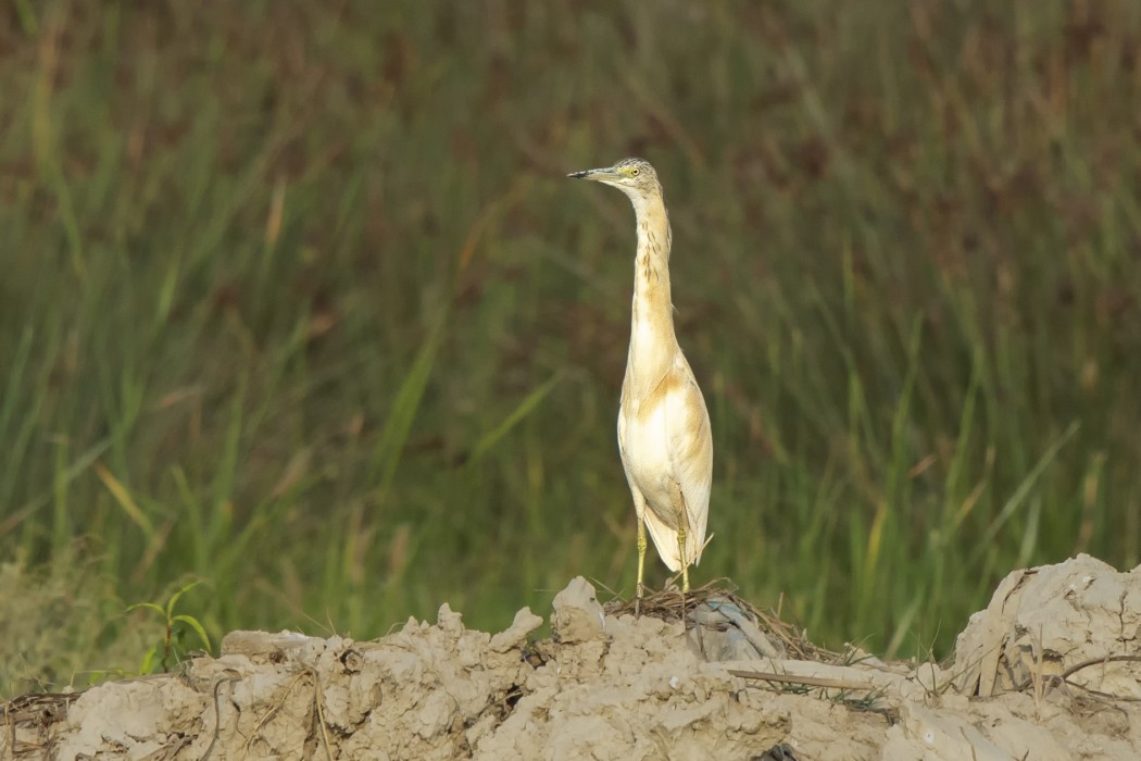 Squacco Heron