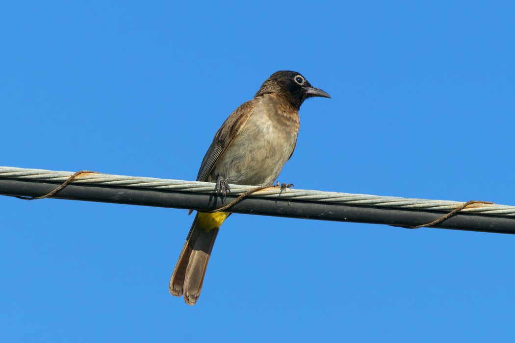 White-spectacled Bulbul