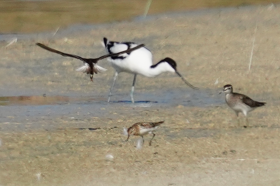 Little Stint