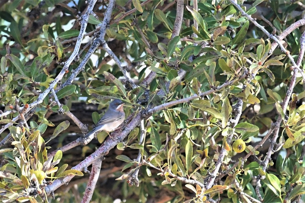 Subalpine Warbler