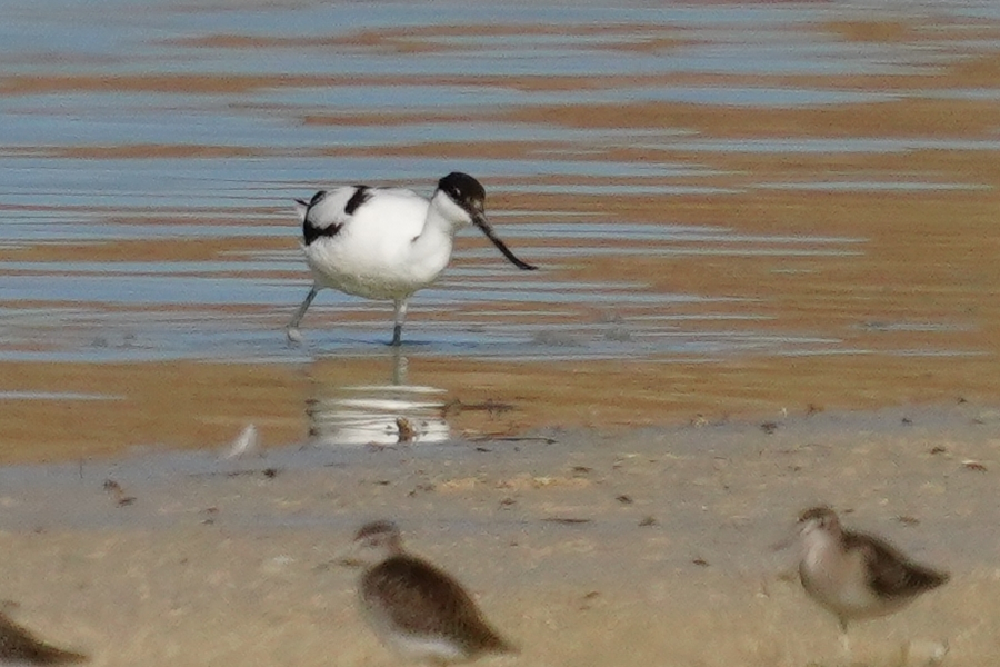 Pied Avocet