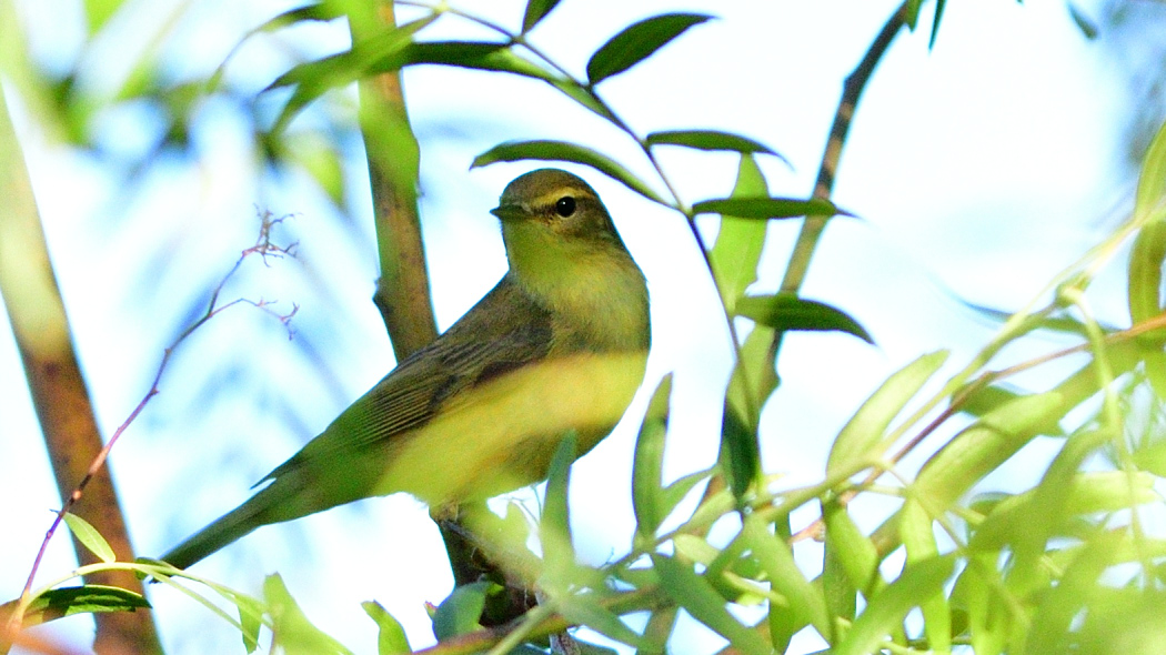 Willow Warbler
