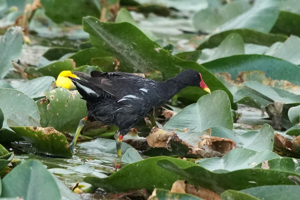 Common Moorhen