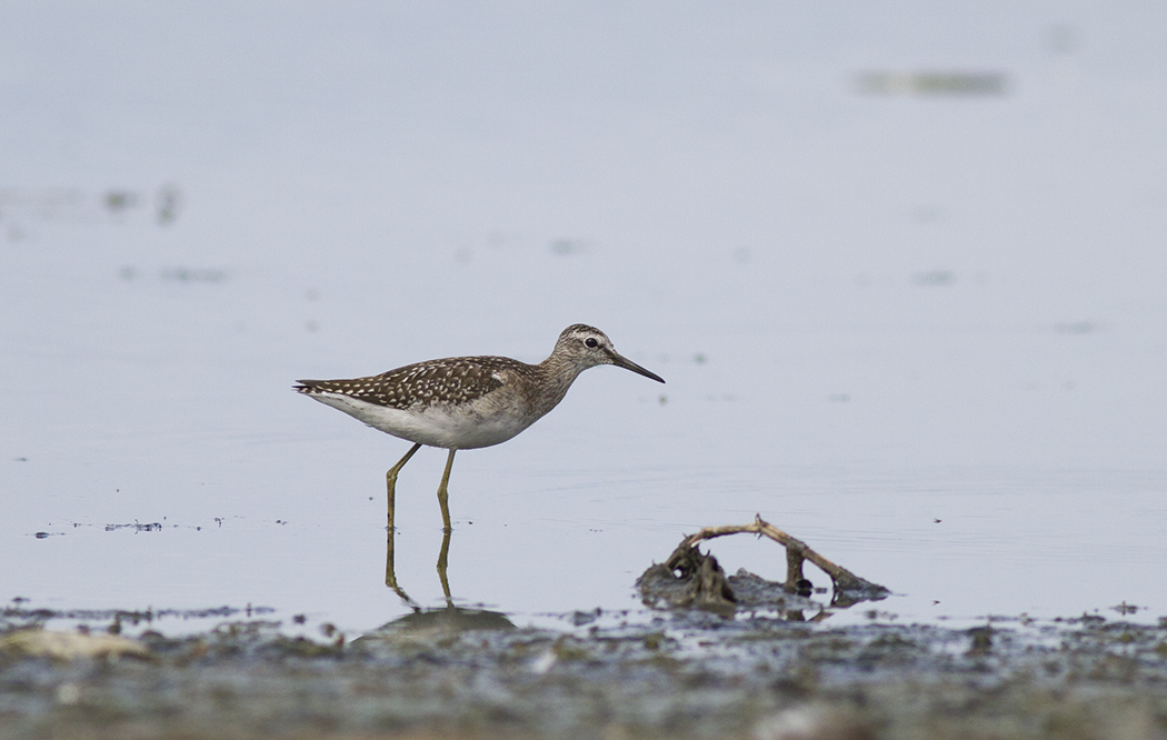 Wood Sandpiper