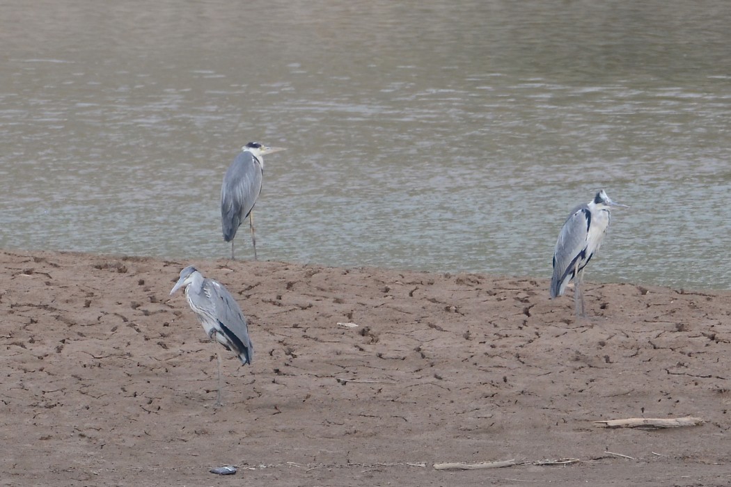 Grey Heron