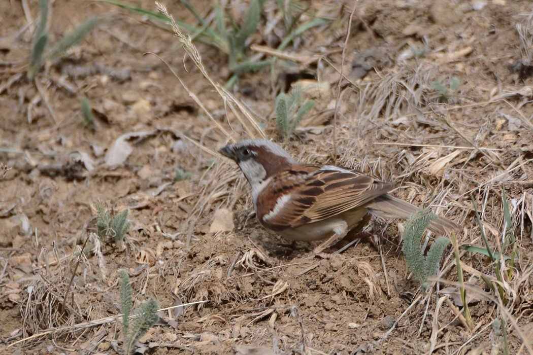 House Sparrow