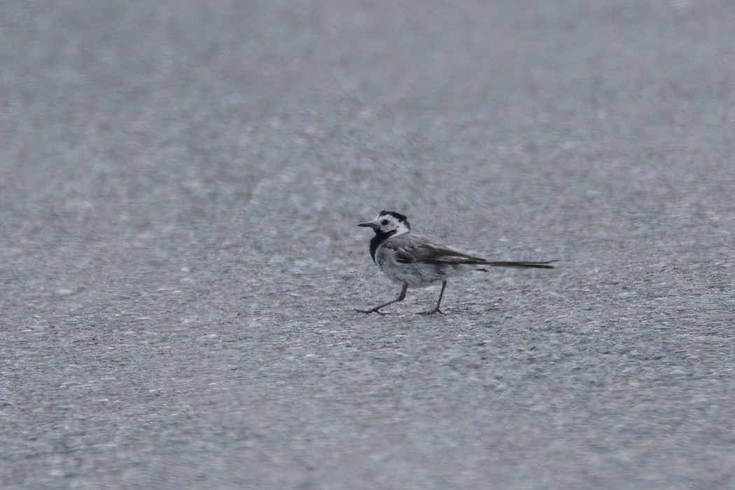 White Wagtail