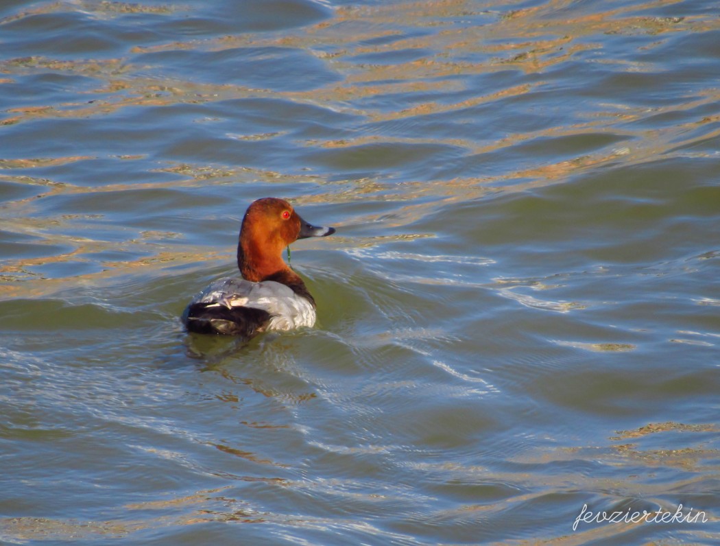 Common Pochard