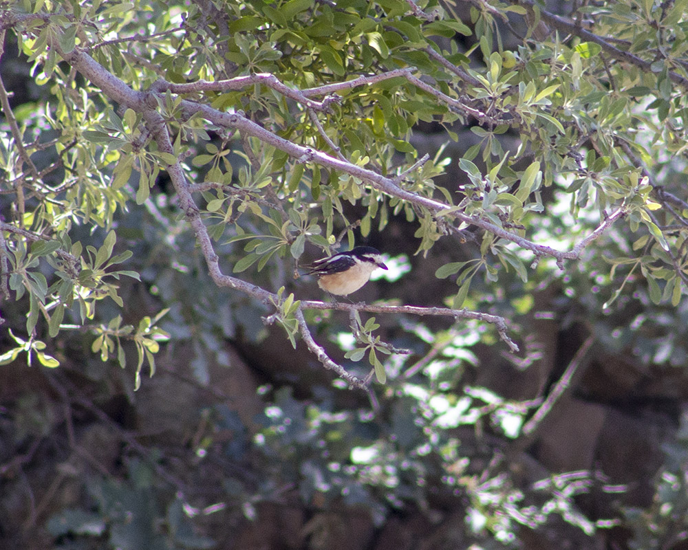 Masked Shrike