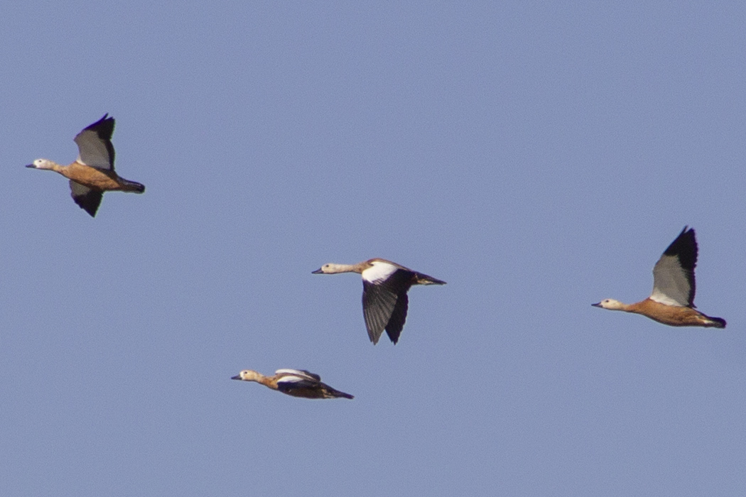 Ruddy Shelduck
