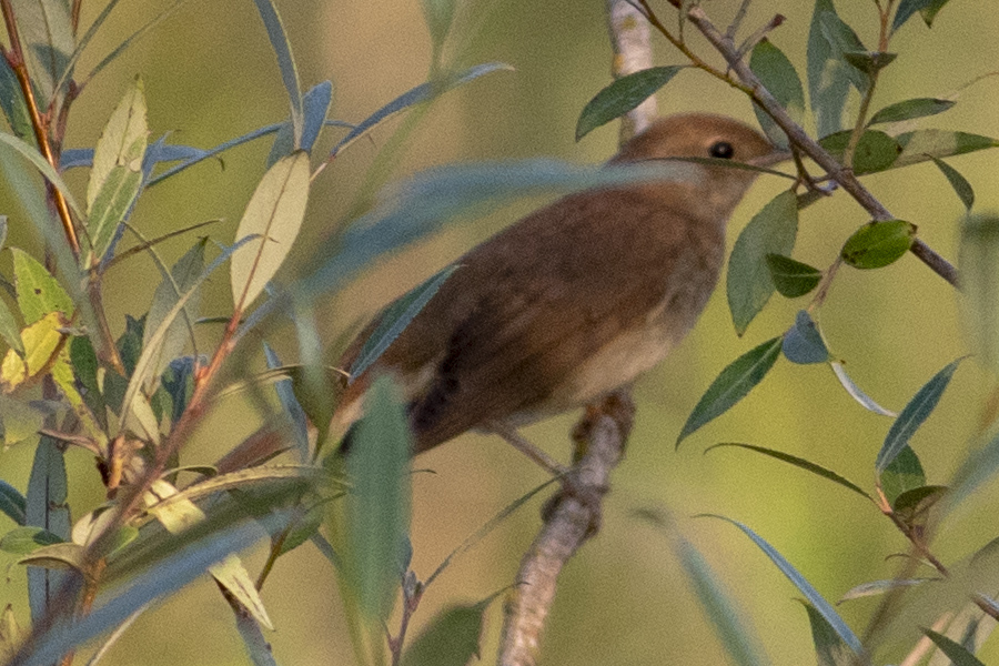 Thrush Nightingale